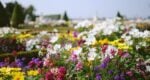 versailles and giverny tour