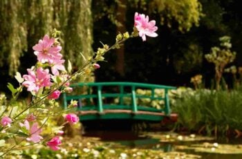 small image * monet pond