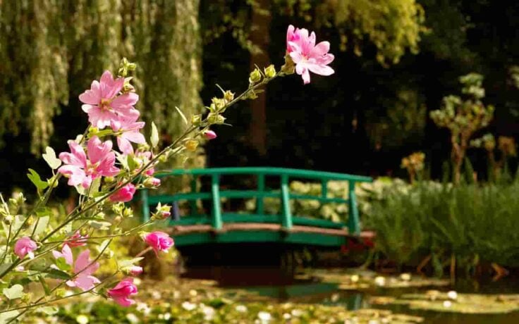 small image * monet pond