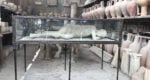 pompeii day trip from rome