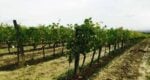 Small image * vinyards chianti wine tour from florence
