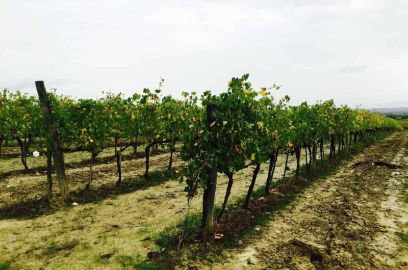 Small image * vinyards chianti wine tour from florence