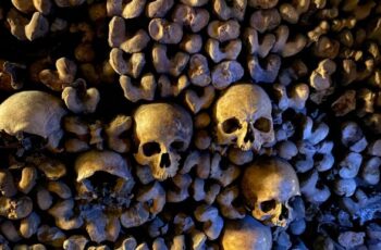 bones and skulls