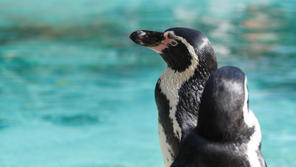 2 penguins at London Zoo