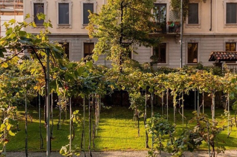 Milan Private walking tour with Leonardo da Vinci's vineyard